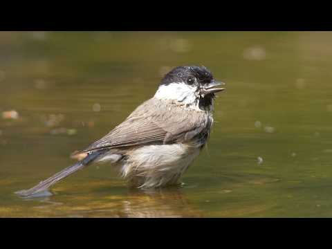 Marsh Tit Sound
