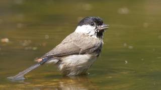 Marsh Tit Sound