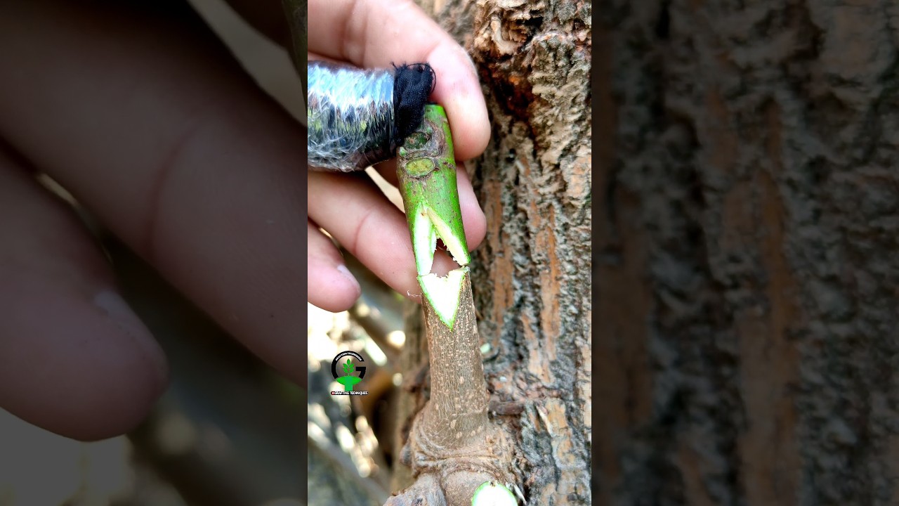 Modern Techniques of plant grafting 