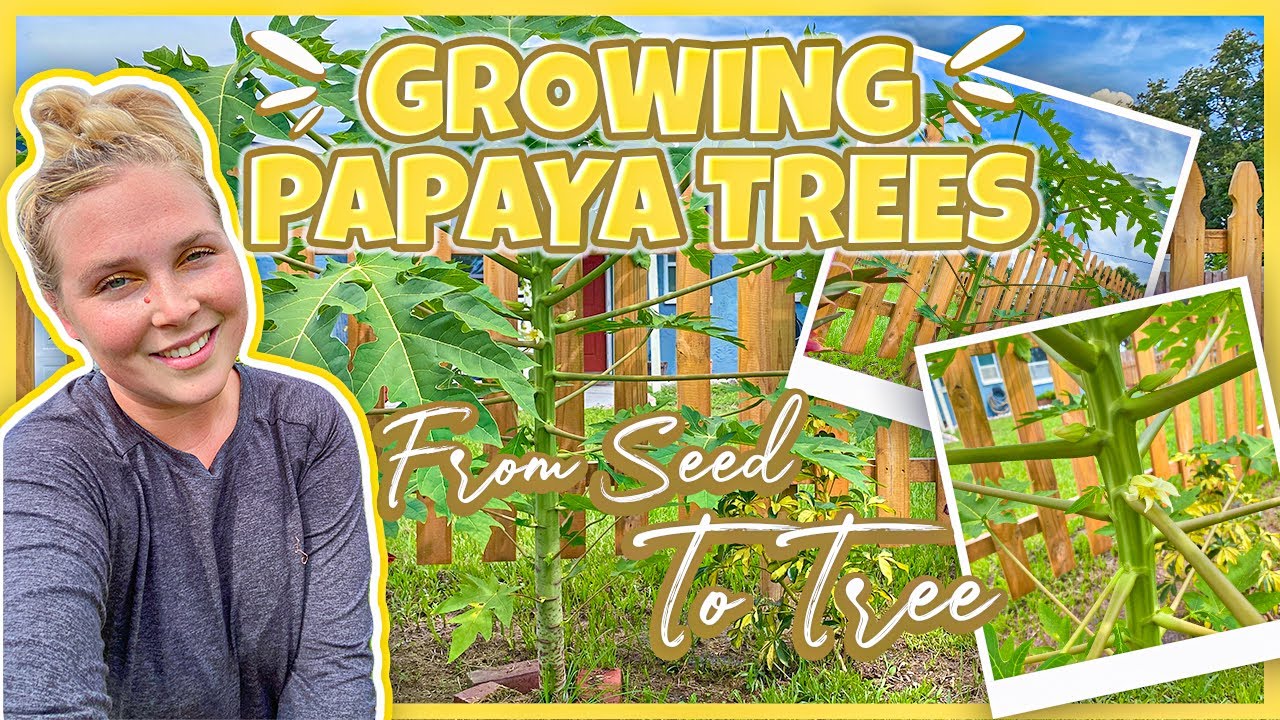 Growing Papaya Trees From Seed To Tree In Our Florida Food Garden