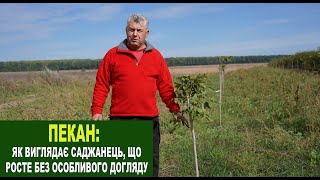 видео: №208 Пекан: як виглядає саджанець, який ріс без особливого догляду картинка: №208 Пекан: як виглядає саджанець, який ріс без особливого догляду