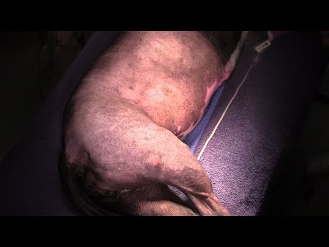 वीडियो: खूंखार मस्त सेल ट्यूमर