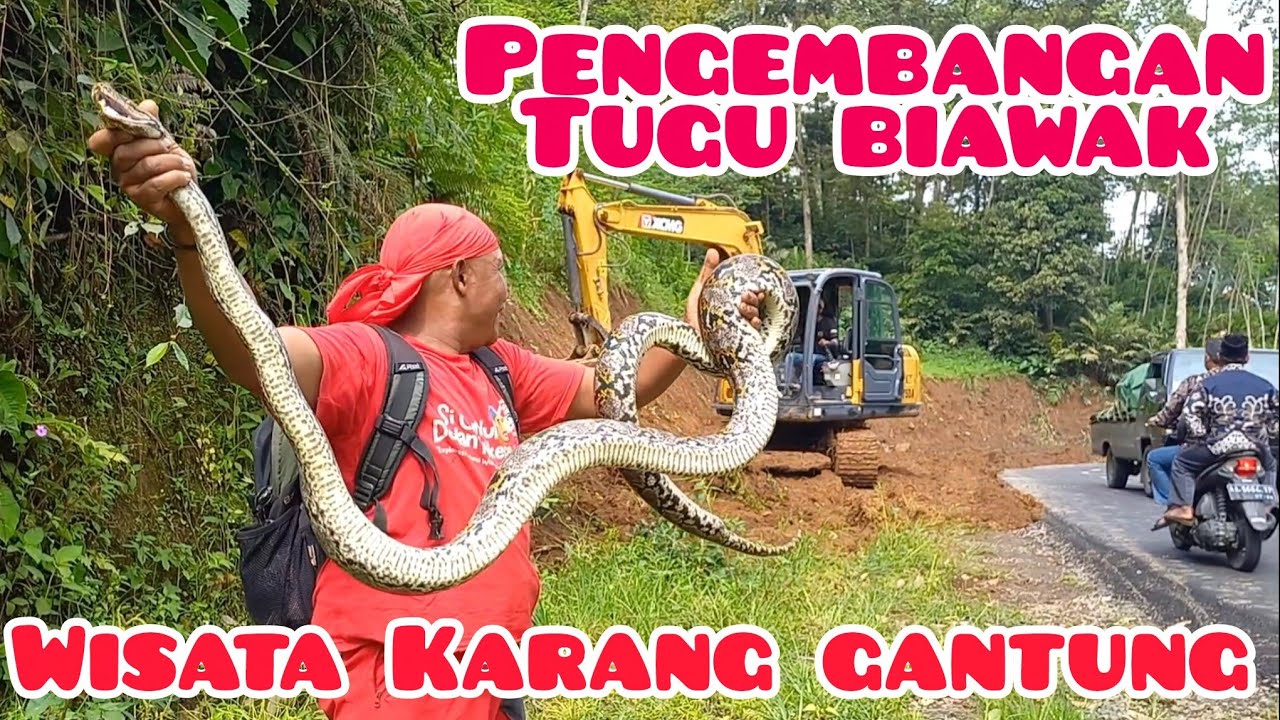 Piton ngamuk!! Sarangnya di bongkar untuk perluasan lokasi wisata Karang gantung Selomerto!! 