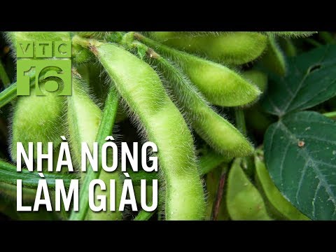 Video: Đậu Nành Trông Như Thế Nào?