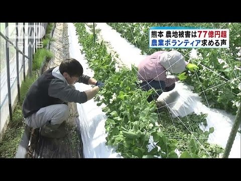 熊本地震で農地に77億円の被害  農業ボランティア求める声