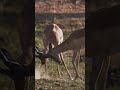 Impala&#39;s practice rutting techniques | andBeyond Xaranna | WILDwatch