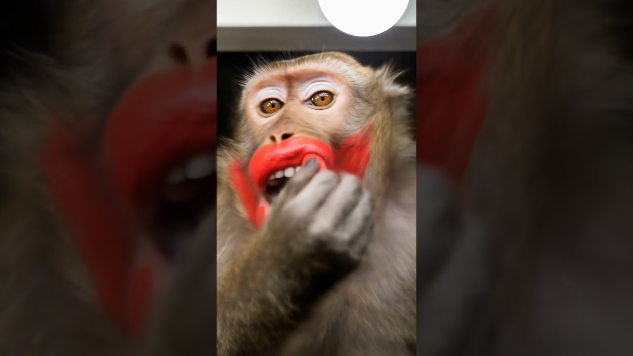 Monkey Makeup Skills!  