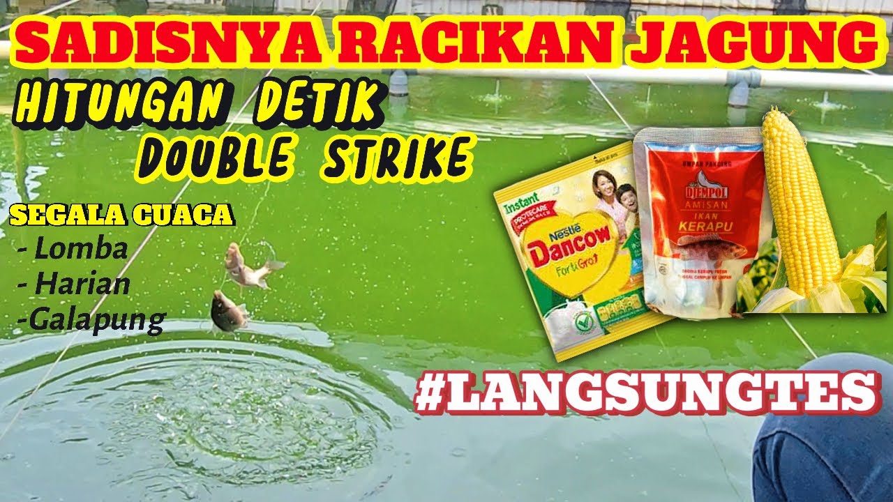 TERLALU SADIS ‼️RACIKAN UMPAN IKAN MAS JAGUNG KERAPU  - DOUBLE STRIKE DALAM HITUNGAN DETIK ❗