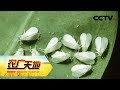 《农广天地》大棚蔬菜的天敌 防控温室白粉虱的秘密 20190625 | CCTV农业