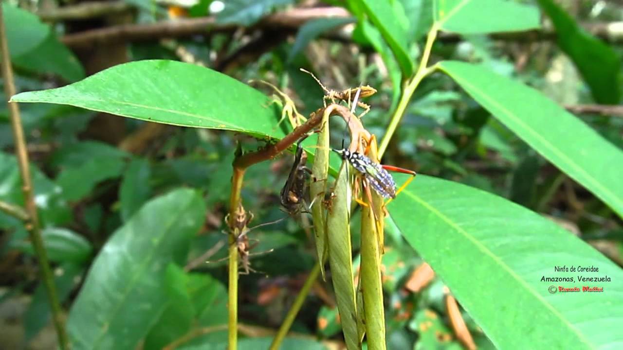 Ninfa de Coreidae