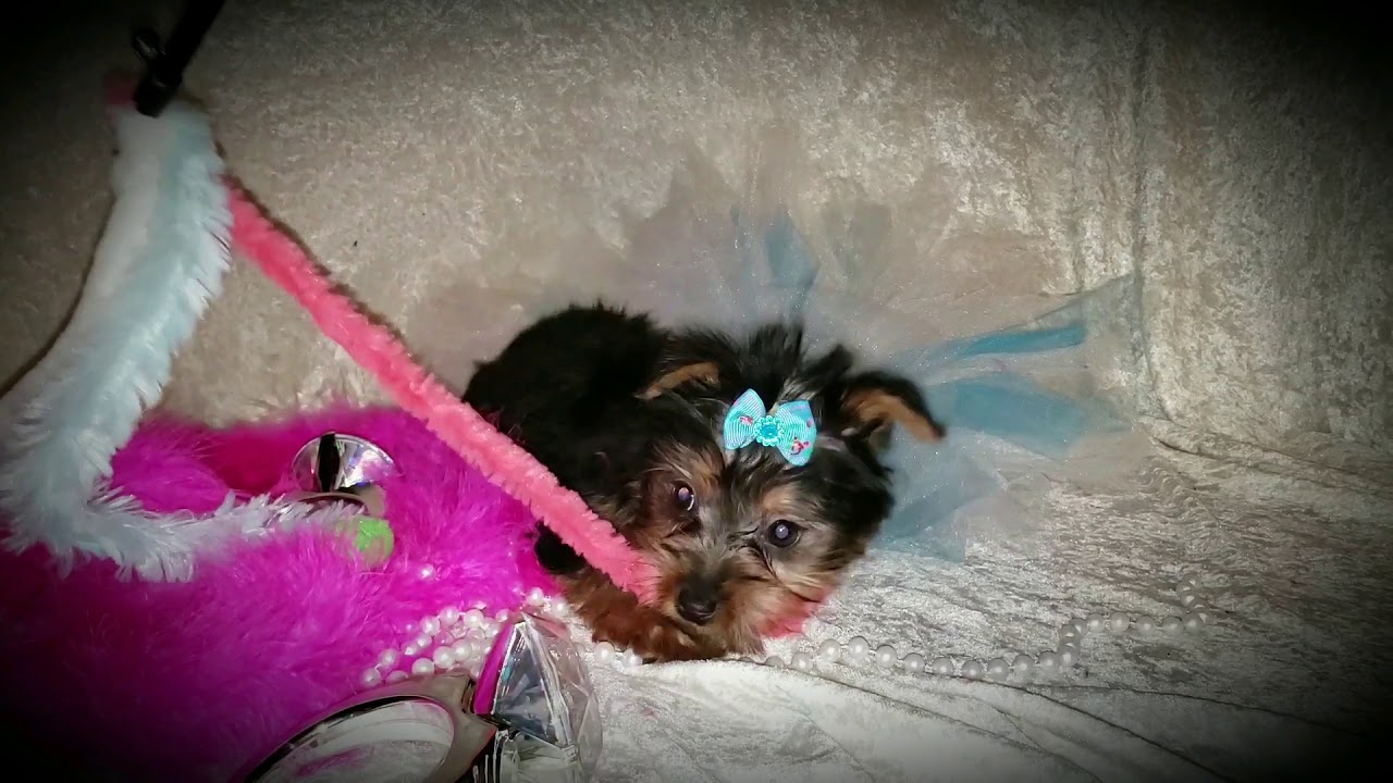 ToyBox Puppies MO(1) YouTube