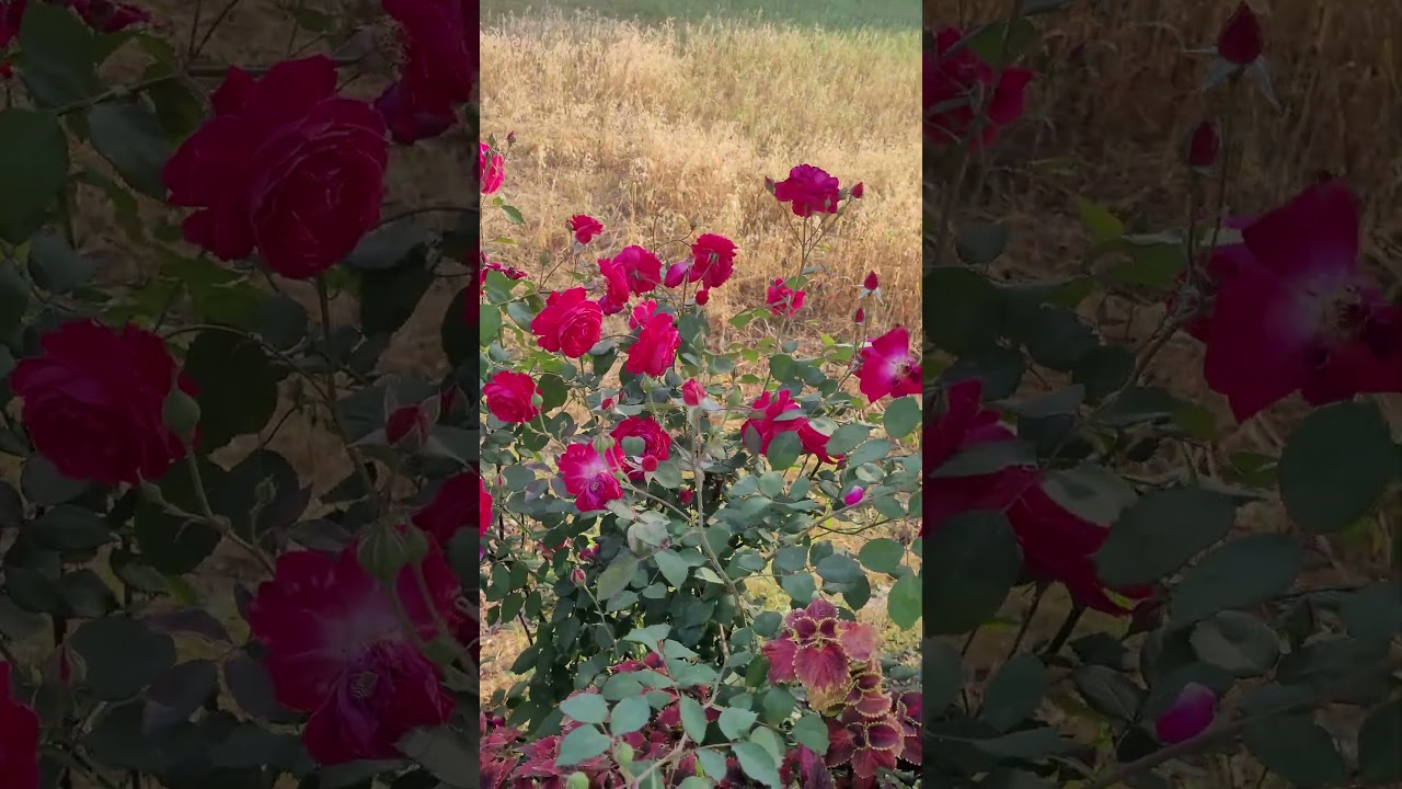 Desi Rose flowers in my garden | Desi Rose flowers | fragrance flowers 