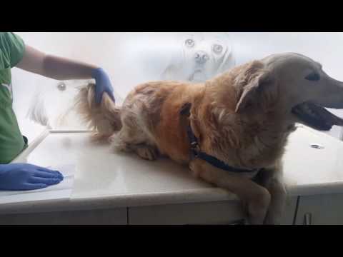 Video: Köpeklerde Bükülmüş Dalak