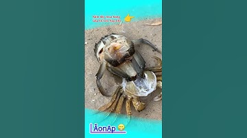 Cận cảnh cua lột vỏ 😁 #laonap