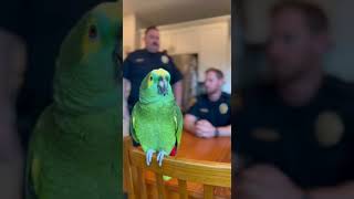 Real Husband Vs Balloon With Legs Amazon Parrot Roasts A Cop