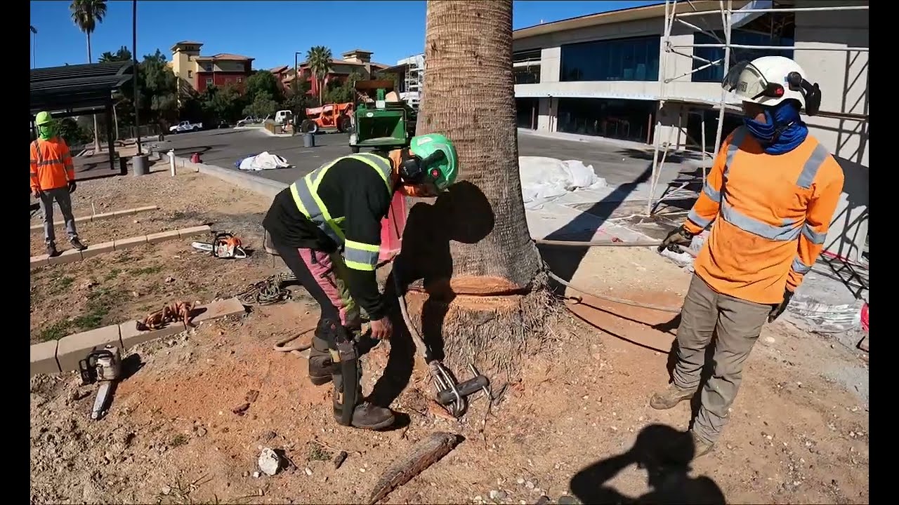 Derribo de palma 70ft masomenos con polea freno de friccion o El Niño