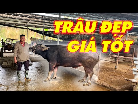 Video Giống Trâu Ngố Khổng Lồ Nhất Việt Nam | Khởi Nghiệp... - youtube