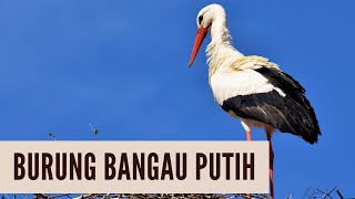Fakta Menarik Tentang Burung Bangau Putih