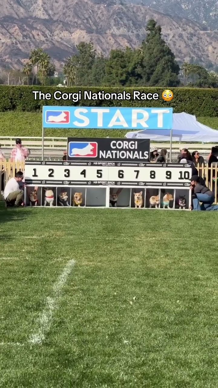 Woah ? (via @corginationals/IG)