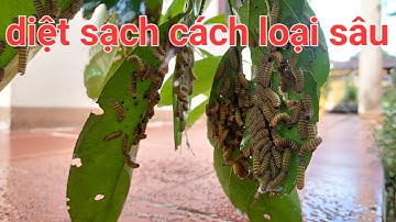 Diệt sạch các loại sâu, bọ trĩ,rệp sáp,kiến,gián..chỉ bằng công thức sinh học tự pha chế này
