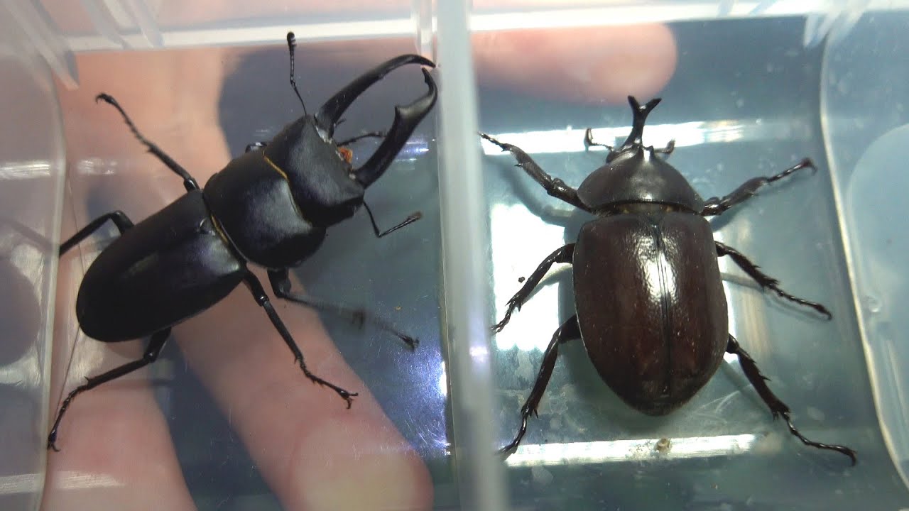 コクワガタより小さいチビカブト【カブトムシ・クワガタムシ】I caught