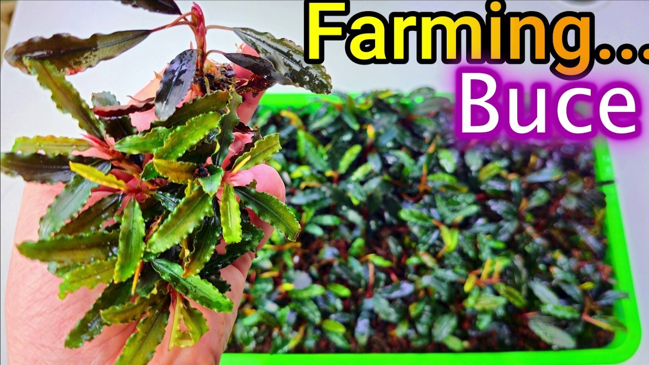 Propagate Bucephalandra! An easy-to-make emergent BUCE farm