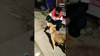 Love Animals Love Dogs