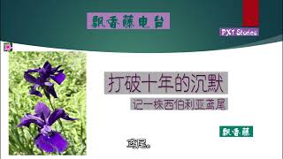 打破十年的沉默   记一株西伯利亚鸢尾 Breaking Ten years of Silence  Story of  a Siberian Iris