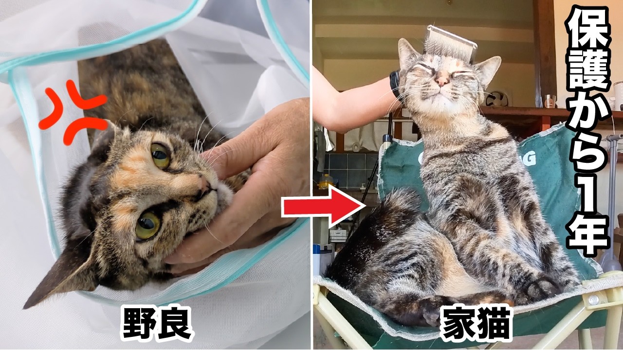 Rescuing a Stray Cat: Her 1-Year Journey to Becoming a House Cat