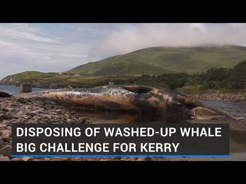 Disposing of washed-up whale big challenge for Kerry