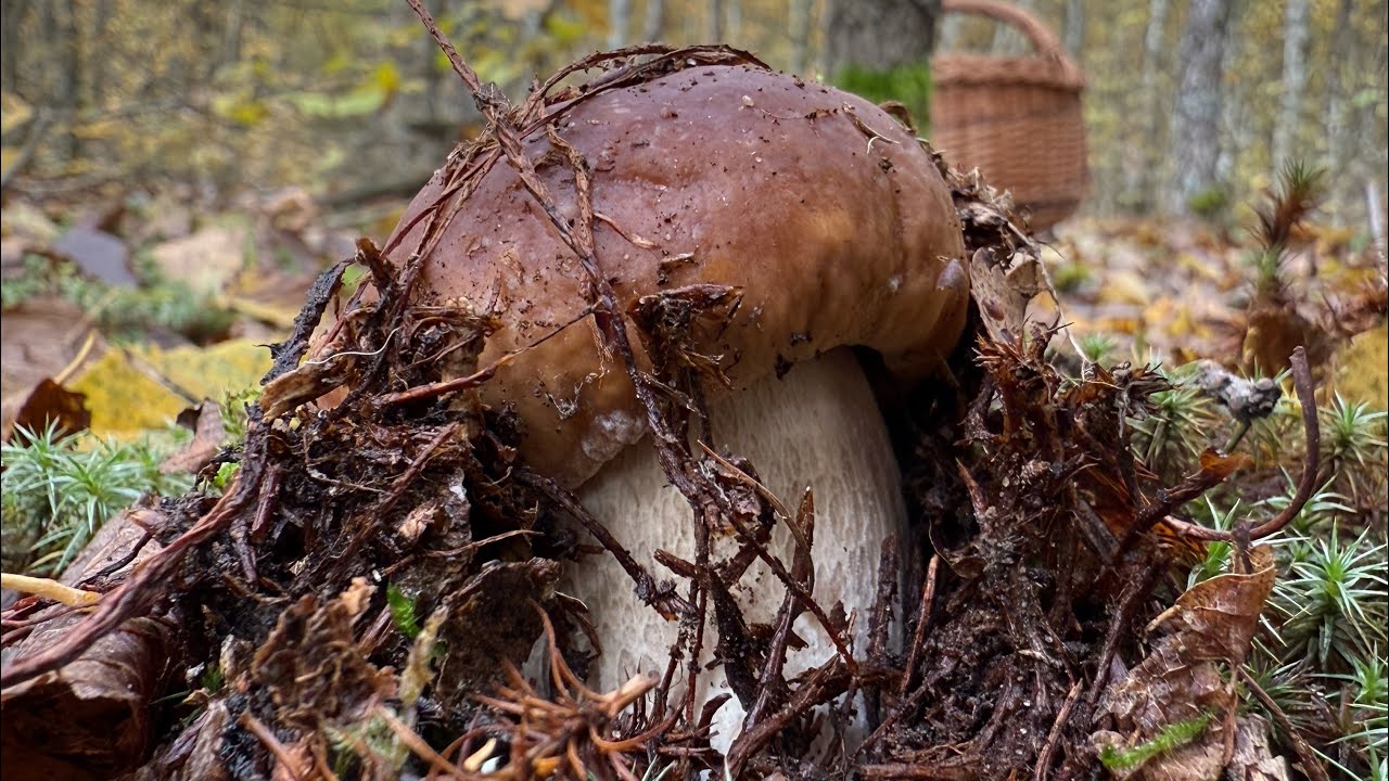 Белые грибы, рыжики и маслята. В поисках маслят. Грибы 2025.