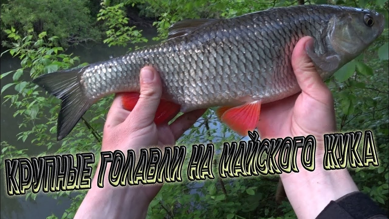 Наблюдая за природой: как ловить голавля на жуков Sakura Notobug