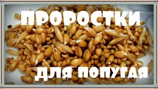 Готовим ПРОРОСТКИ для попугая. Пророщенный корм.