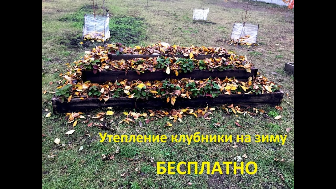 Утепляем клубнику на зиму - YouTube