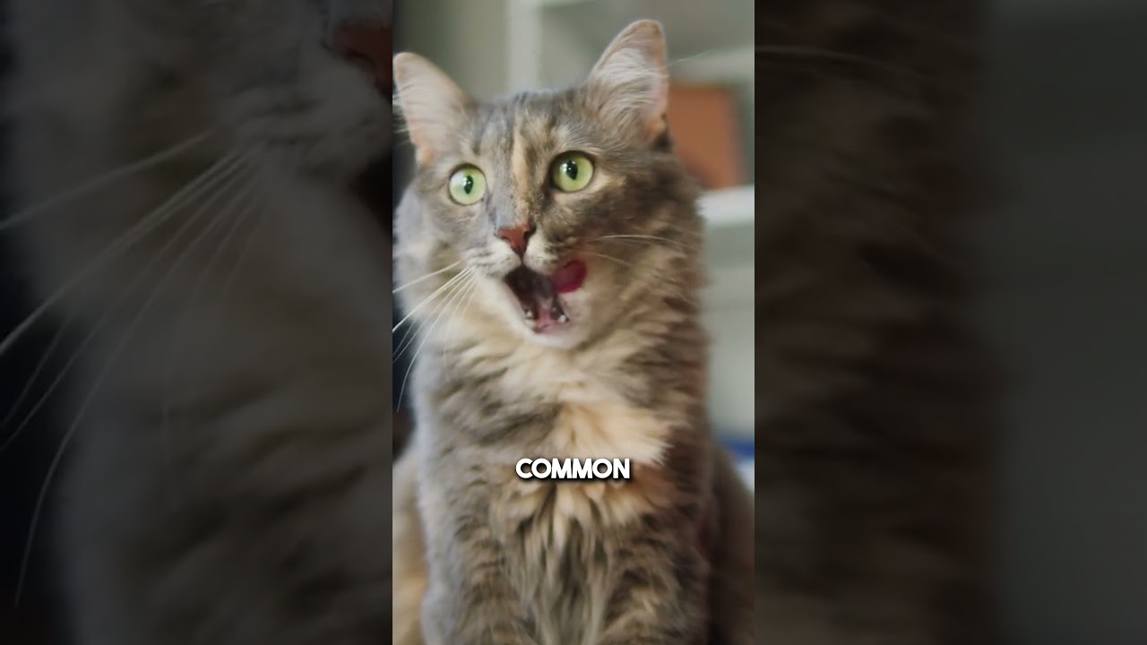 I turned a simple voiceover into an engaging cat facts edit! ✨ #beforeandafter #trending #shorts