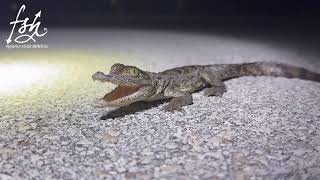 A baby Croc Bit my Finger screenshot 5