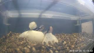 Sibling Makes its First Appearance! - Highlight: 2018 Ball Python Clutch 3 Live Hatch Cam