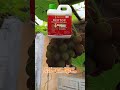 Obat Hama Anggur Paling Ampuh Devtop Topfarm #pupuktopfarm #topfarm #hamaanggur #anggur