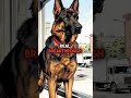 Dog Develops Doorbell PTSD From Amazon Deliveries and Fixes It Himself