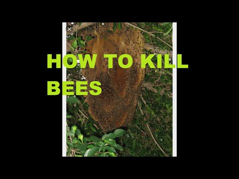 How do you get rid of a hornet's nest?