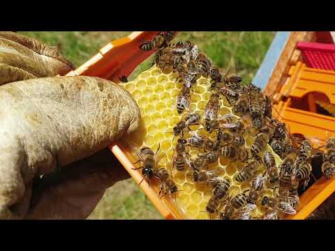 Apidea Tutorial FR , Mini ruche pour élevage de reine, remplissage d'abeille  (2)