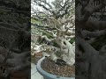 Kimeng Kelas Juara Siap Pameran #bonsai #kimeng