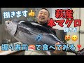 【本マグロ解体】【本まぐろ】【本鮪】萩産本マグロを捌きます👍実食