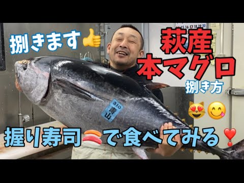 本マグロ解体 本まぐろ 本鮪 萩産本マグロを捌きます 実食 Youtube
