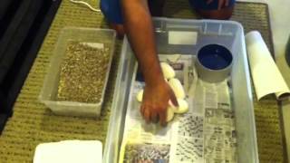 Ball python eggs 2012