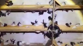 Dianggap sepele tapi cara ini bisa meningkatkan populasi walet dengan cepat!!!