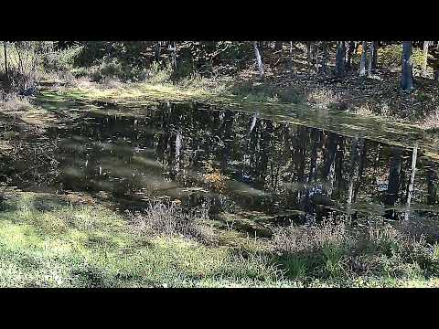 Pond & Wildlife Cam, 2.5× Water View, Oct 18, 2026