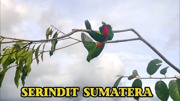 mikat burung serindit disore hari. alhamdulillah ambil secukupnya.