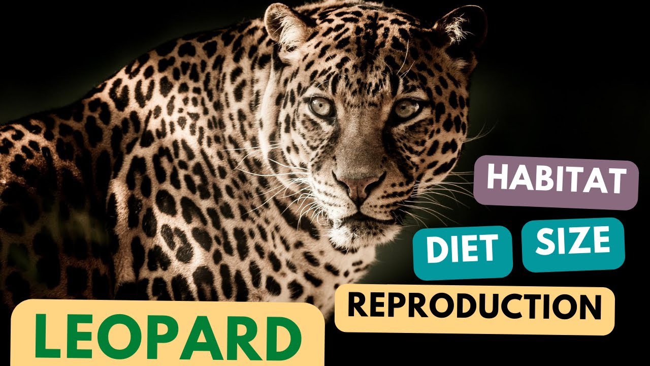 Leopard Introduction Leopard - Introduction; Leopard Habitat, Leopard Size, Leopard Diet ...