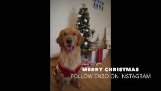 Golden Puppy Mannequin Challenge